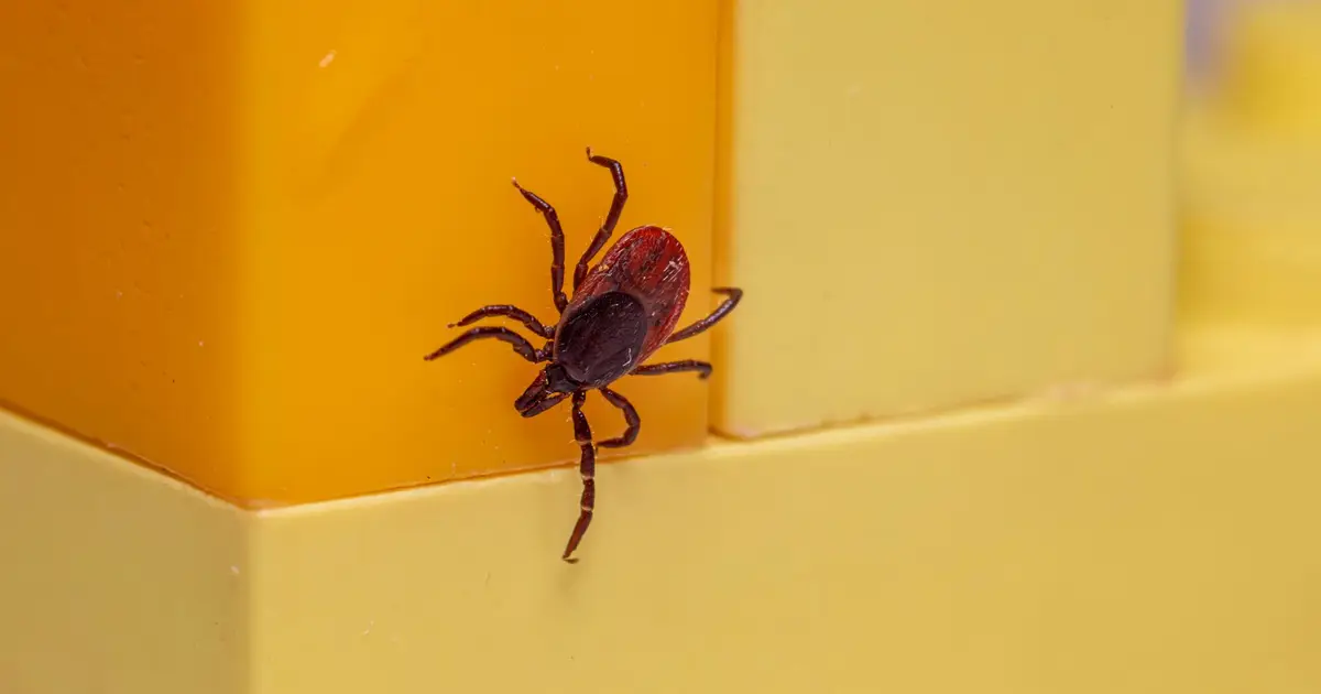 Michigan registra las dos primeras muertes por ciclosporiasis en EE. UU.